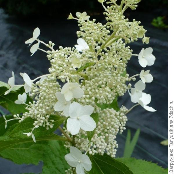 Как, например, гортензия Гринспайр.