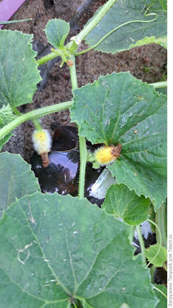 В основном такие дыньки