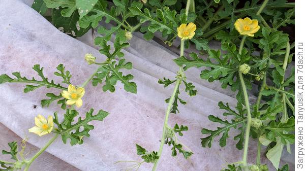 Арбузные мужские цветочки очень красивые!