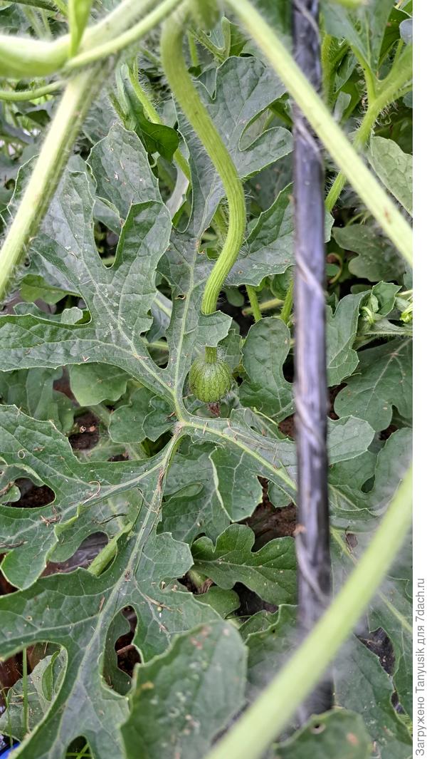 Вроде арбузик завязался-))