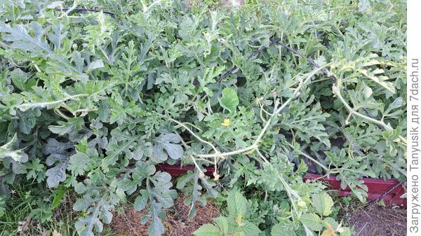 Ботва шикарная, ничем не болела