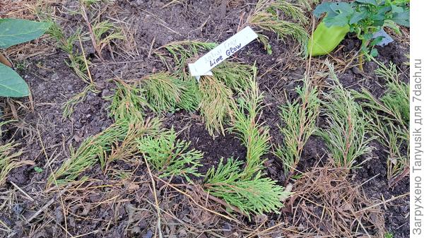 И еще можжевельники