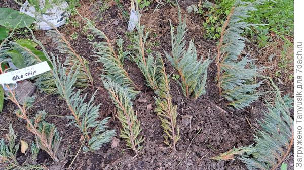 Можжевельники без укрытия