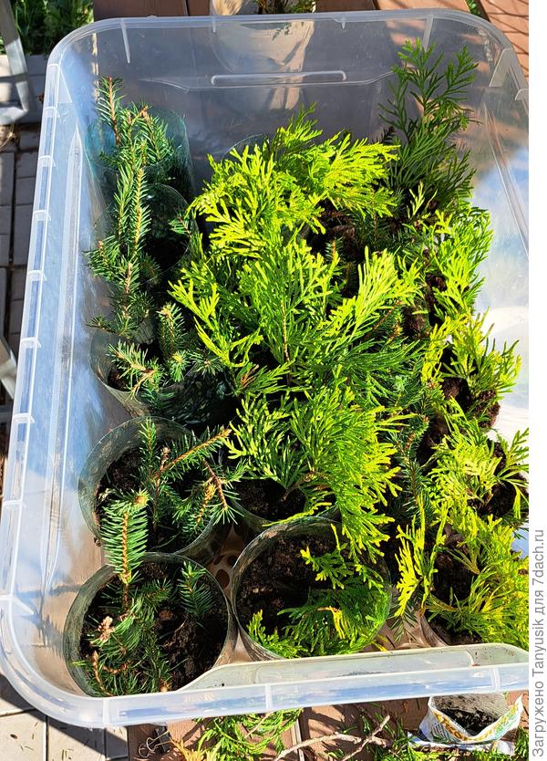 100 черенков в одном контейнере.