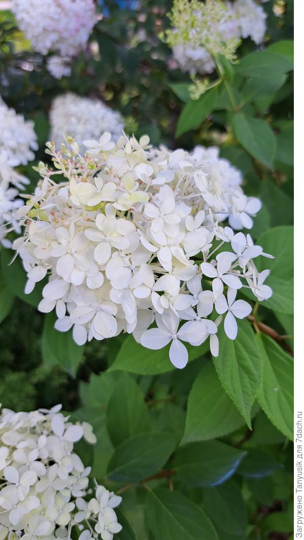 А лаймового *как на фото в инете) почти нет.