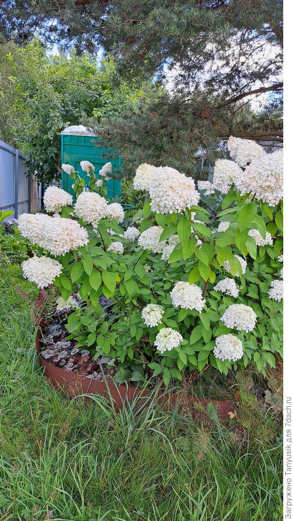 Моя ЛитлЛайм