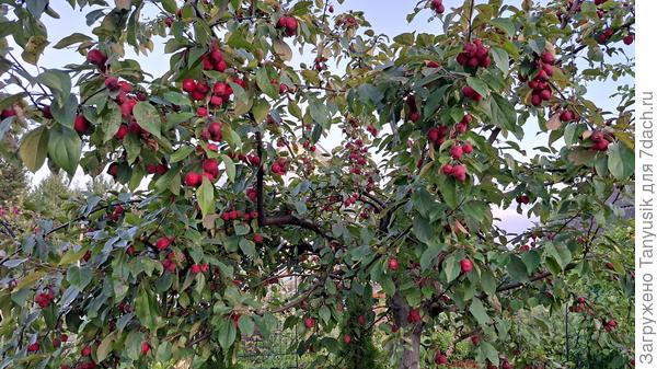 Пионерочка