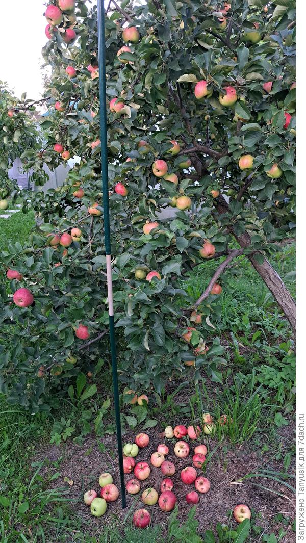 Жигулевское