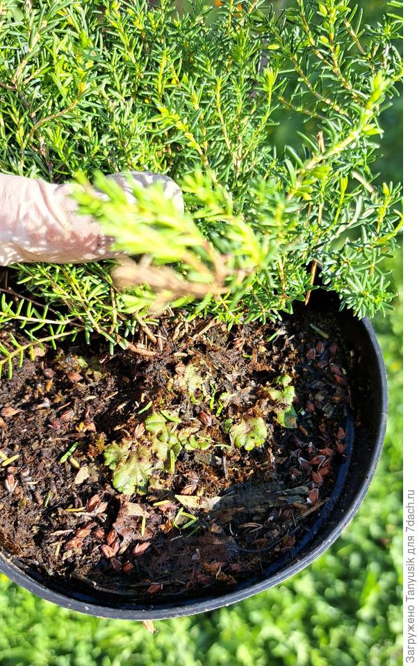 В одном горшочке обнаружила маршанцию