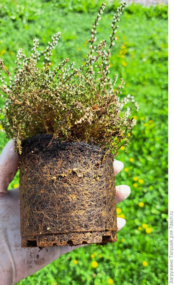 В таком виде сажать нельзя!