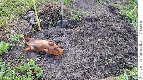 Нет, это не место для чесания собакиного пузика. Здесь будет верещатник!