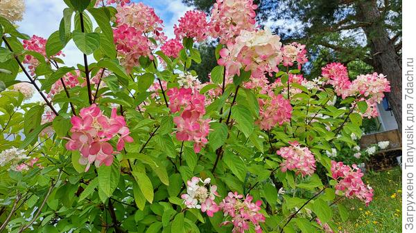Моя Вимс Ред. Фото от 27 августа