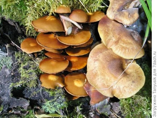 Летние и осенние опчта на однои пне