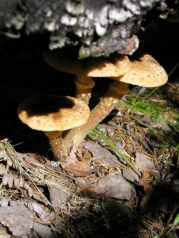 Осенние опята