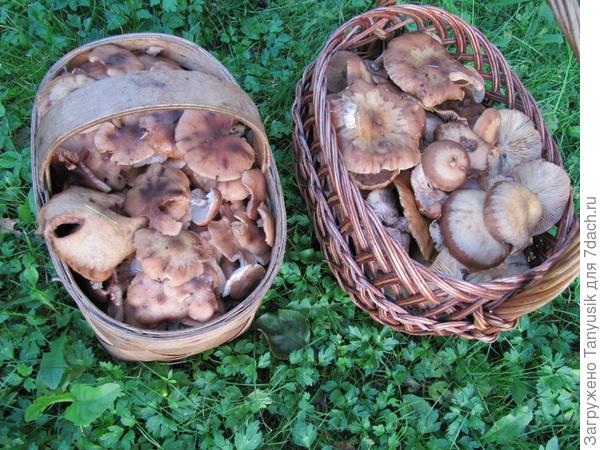 2 корзины осенних опят