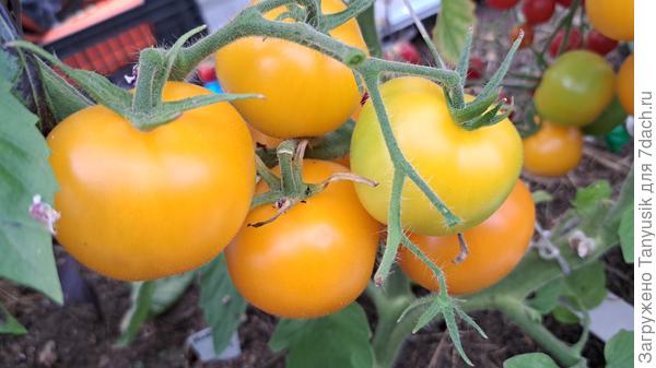 Одна кисть Миловички