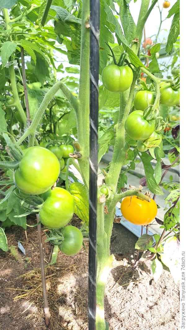 Чтобы сфотографировать плоды Миловички, пришлось обрезать все листья, закрывающие их.