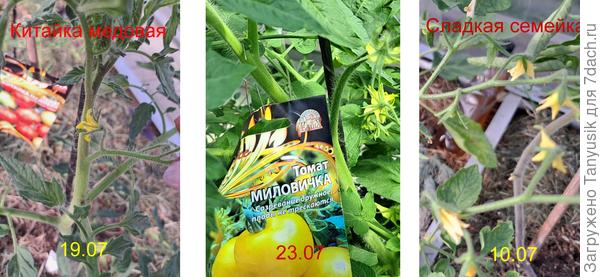 Первое цветение.