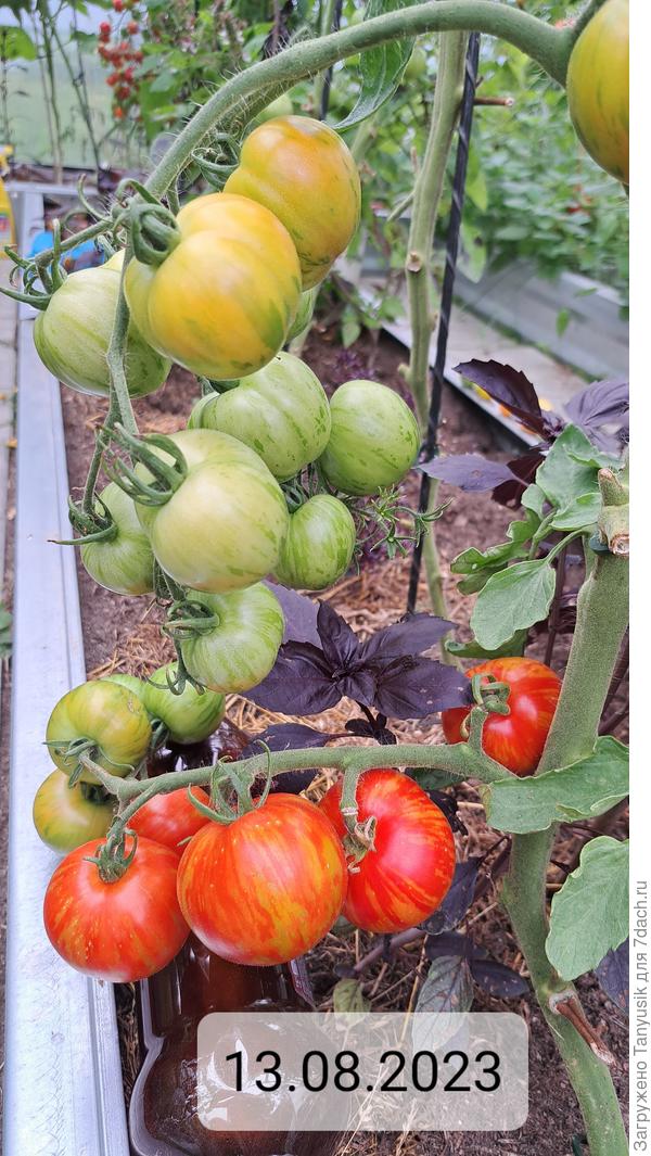 Можно есть в салатах. Но больше подходят для консервирования.