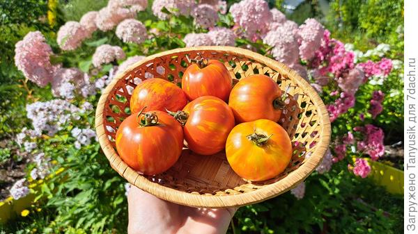 Яркая кисть Китайки медовой.