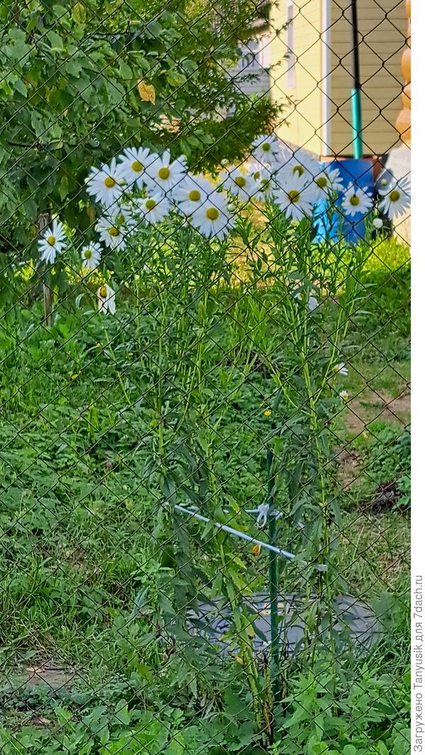 У соседей сейчас цветет