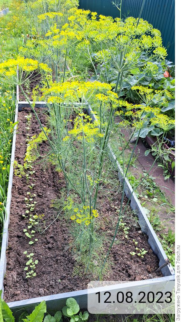 Цветет укроп первого и второго посева.