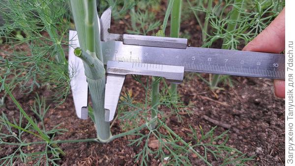 Толщина отдельных стеблей достигала 12 мм