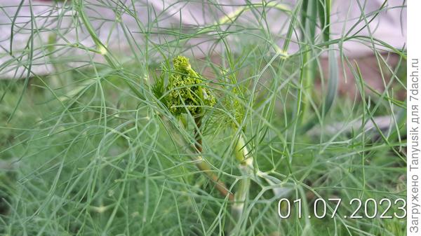 Первый намек на цветение.
