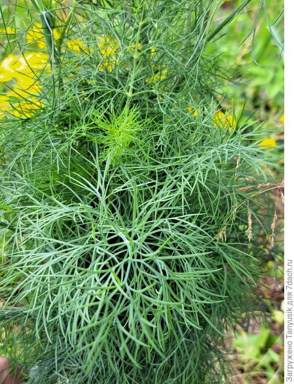 'Аэронавт' порадовал ароматной и вкусной зеленью!