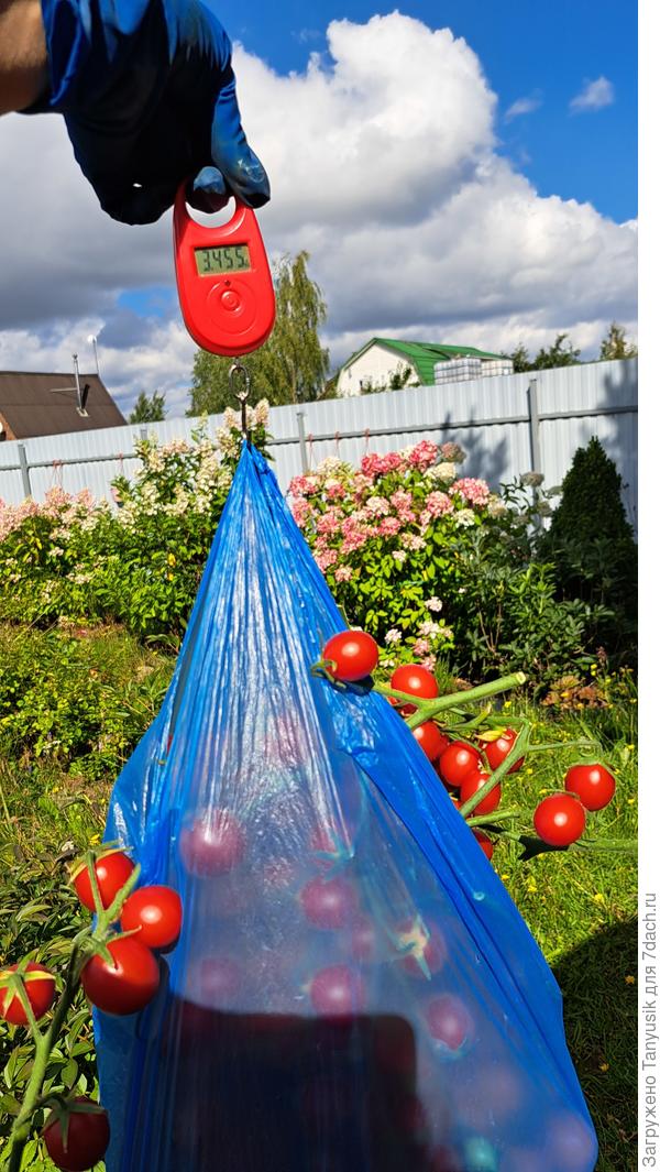 Взвешивание самого тяжелого сбора. Сладкая семейка. 29 августа.