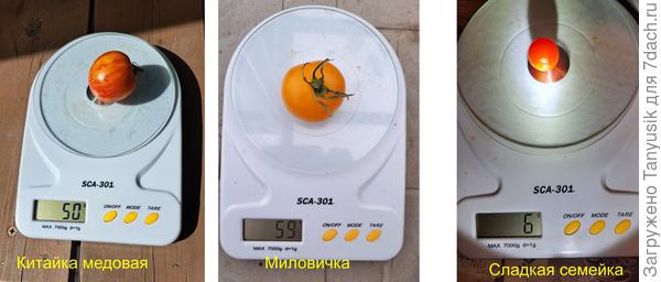 Вес одного помидора