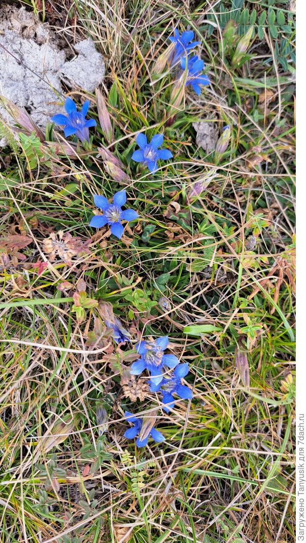 Горечавки попадались только в первый день пути. Чем выше поднимались, тем меньше их становилось.
