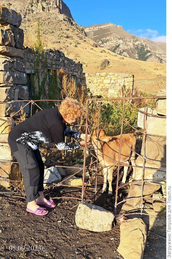 Теленочек в загончике - такой милый!