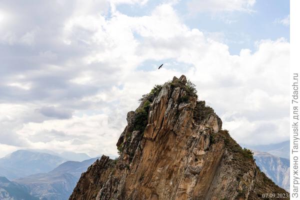 Орла видите?