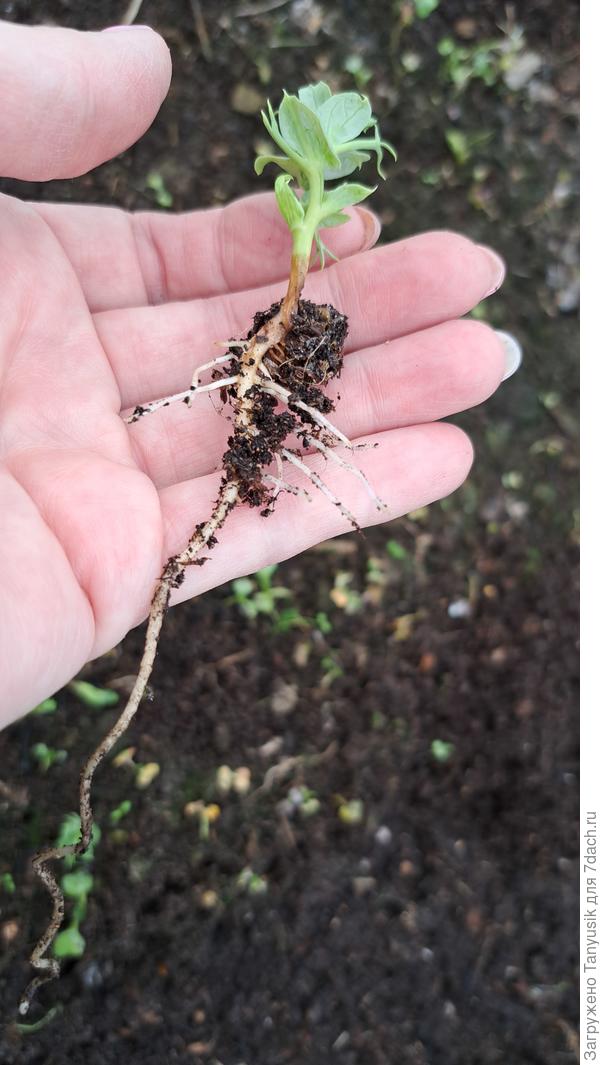 Среди семян много гороха было. Лучше всего сохранился.