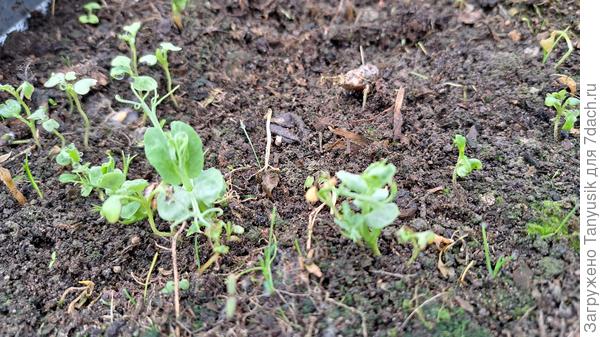 Новые всходы в апреле