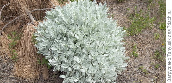 Как вам Пижма чихательноцветковая?