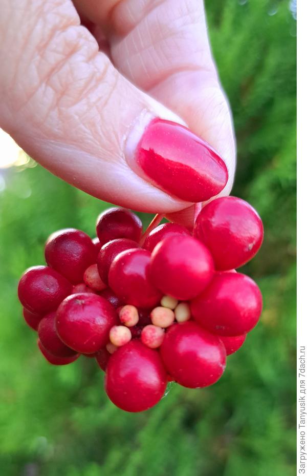 Ягодки лимонника. Очень похожи на бруснику.