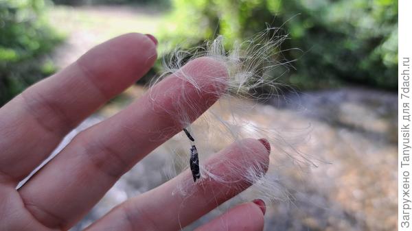 А это семена Эйвы (священного дерева из "Аватара"). Мы потом их запускали с не менее священного дерева (рассказ о нем ниже).