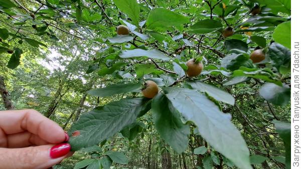 Мушмула германская. Жаль, что еще не созрела....
