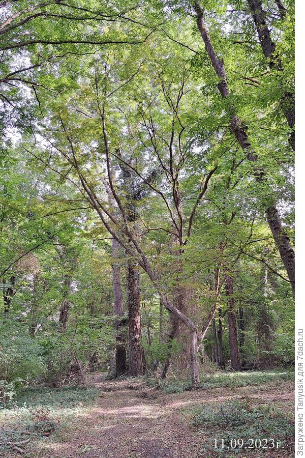 В начале леса еще можно было спокойно пройти.