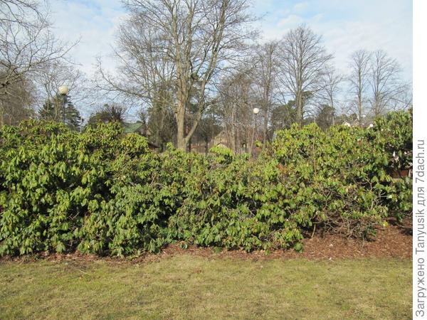 Заросли рододендронов в Майори. 2014 г. У нас поменьше будут...