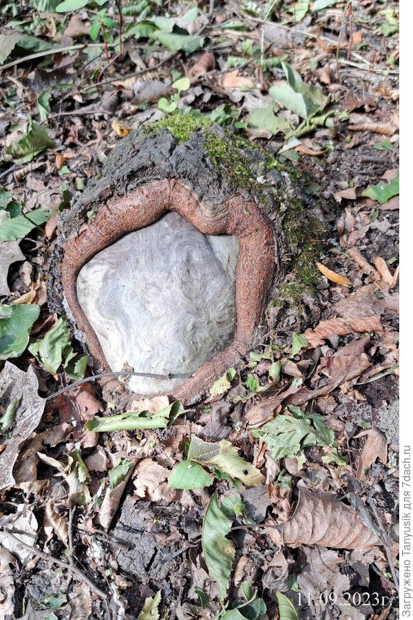 И еще интересный нарост на дереве.