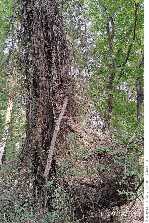 Даже самого дерева не видно!