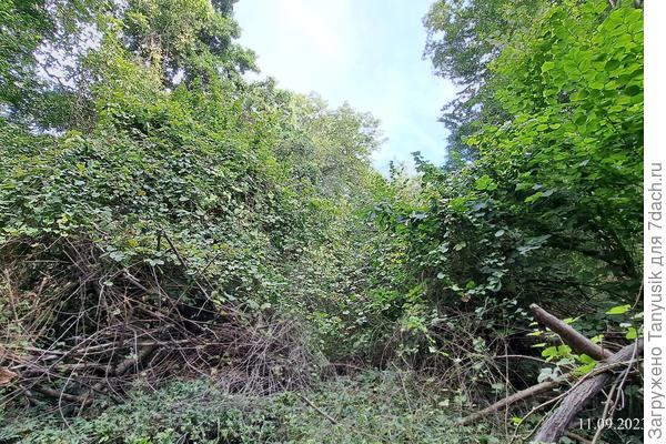 Непроходимые джунгли встали на нашем пути