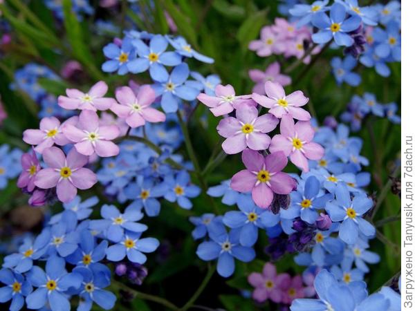 Фото из инета.