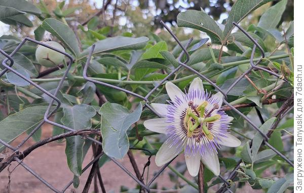 А вот и плодик пассифлоры заметен - маракуйя.