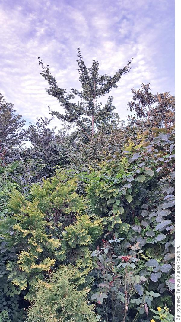 Где-то там азимина, гинко белоба, кудрания, мушмула японская, банан и другие чудеса...