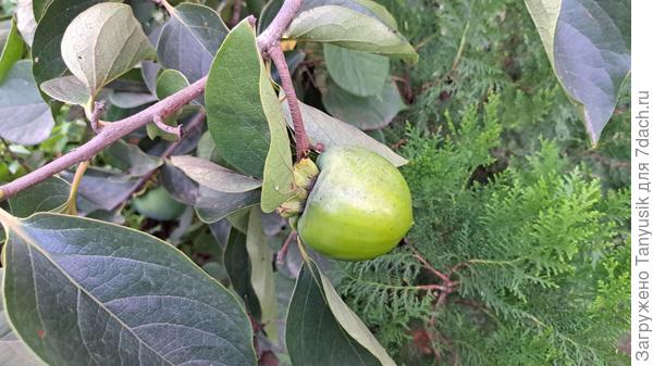 В начале сентября плоды еще зеленые. А в ноябре в Дагестане собирают 20 тыс тонн экологически чистой хурмы.