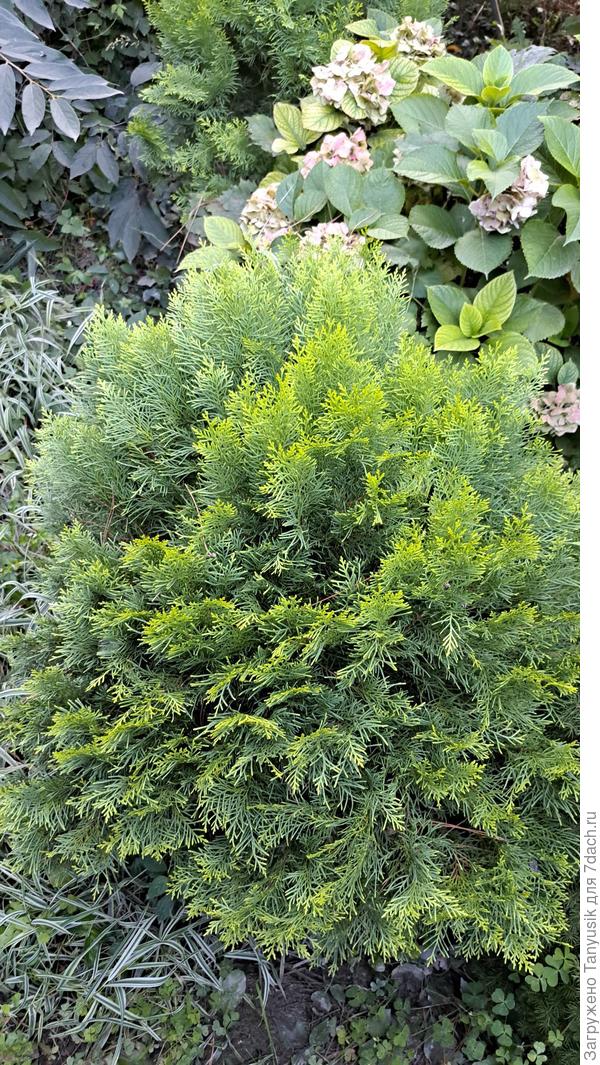 Туя - хамелеон. Теймур с гордостью ее показывает.